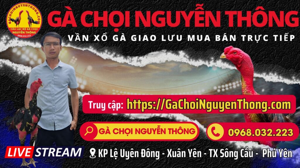 Video ngày 23/9 – Gà Chọi Nguyễn Thông – Phú Yên